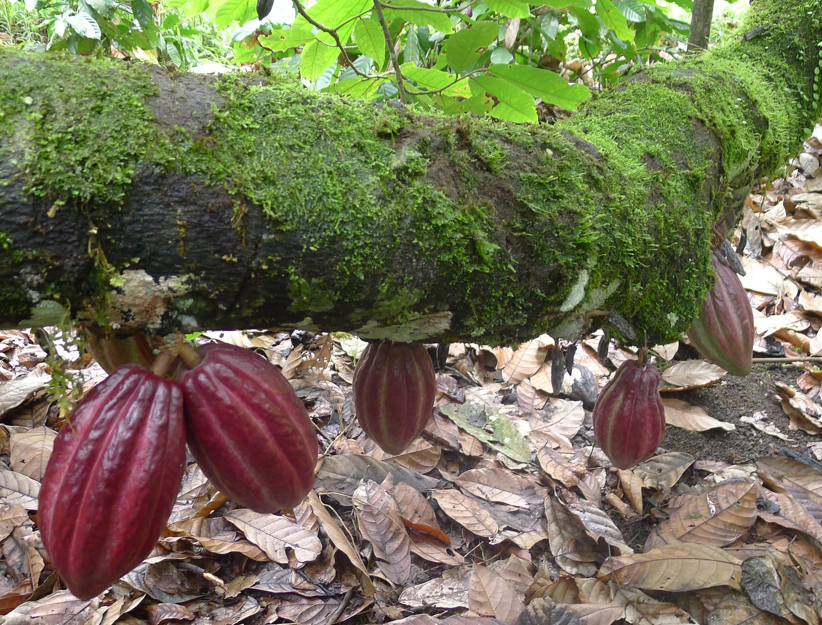 Nacional Cacao: The Return of a Legend